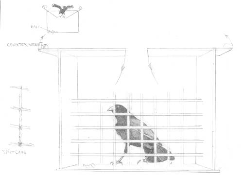 Canarian crow trap