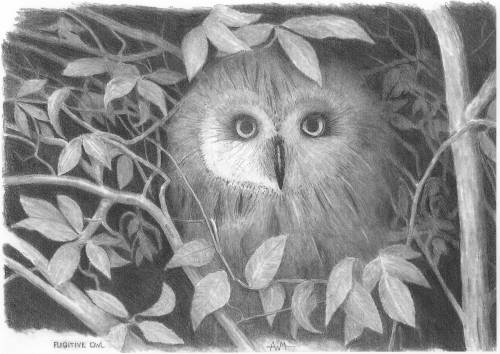 Fugitive Owl
