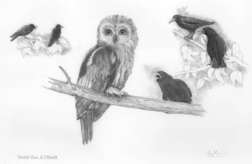Tawny Owl mobbed by crows